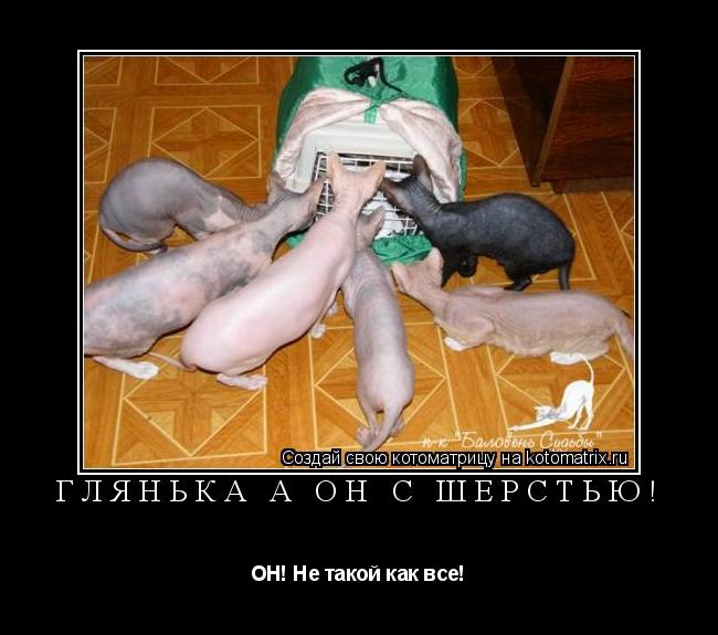 Глянька а он с шерстью! ОН! Не такой как все!... Котоматрица: Глянька а он с шерстью! ОН! Не такой как все!