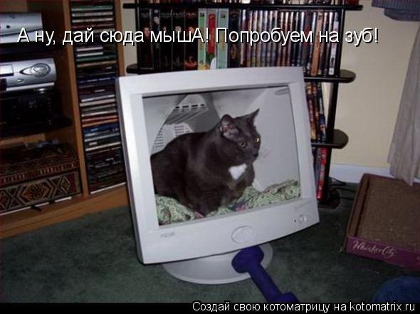 Котоматрица: А ну, дай сюда мышА! Попробуем на зуб!