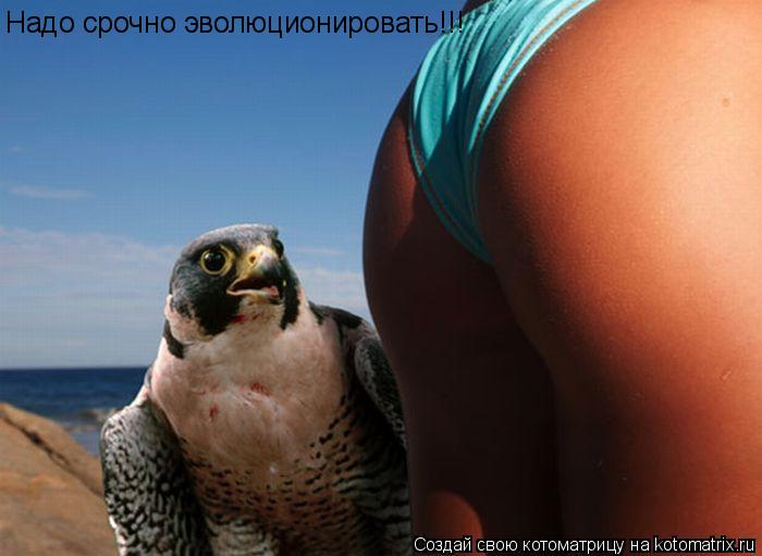 Котоматрица: Надо срочно эволюционировать!!!