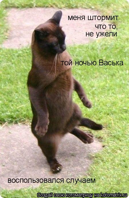 Котоматрица: меня штормит что то,  не ужели   той ночью Васька  воспользовался случаем