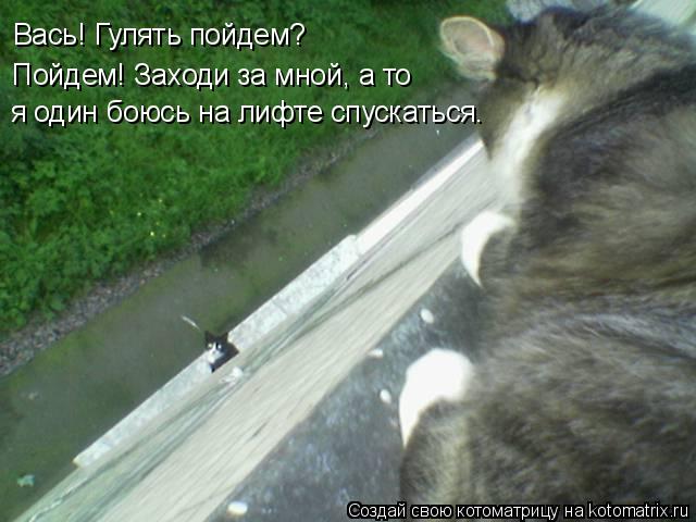 Вась! Гулять пойдем? Пойдем! Заходи за мной, а то я один боюсь на лифте спускаться.... Котоматрица: Вась! Гулять пойдем? Пойдем! Заходи за мной, а то я один боюсь на лифте спускаться.