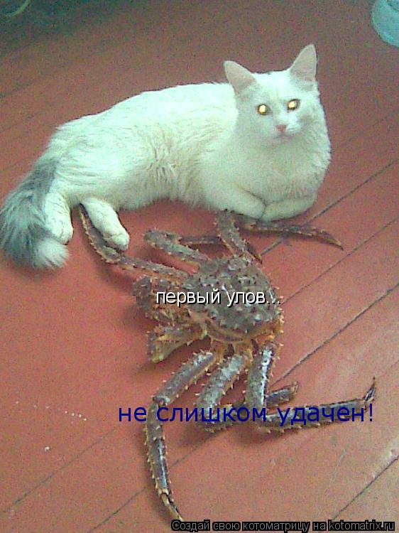 Котоматрица: первый улов... не слишком удачен!