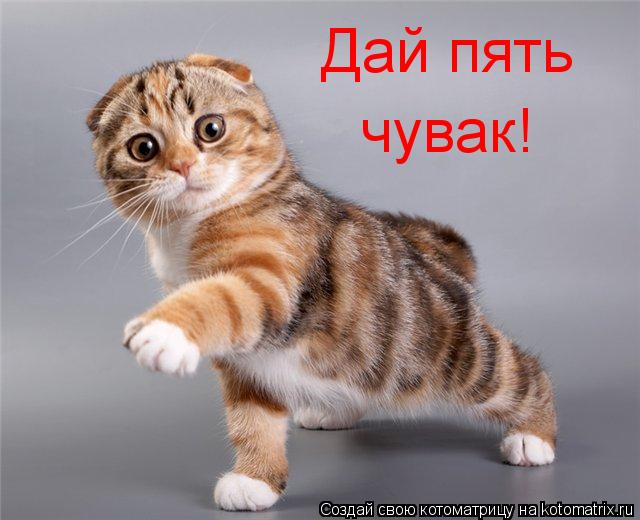 Котоматрица: Дай пять чувак!