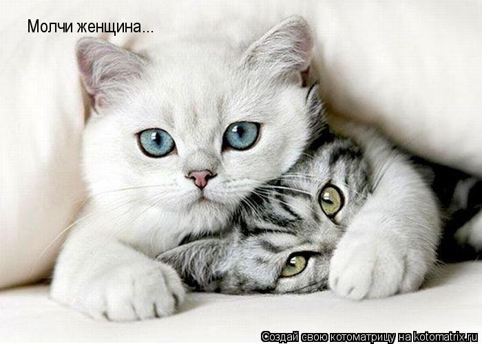 Котоматрица: Молчи женщина...