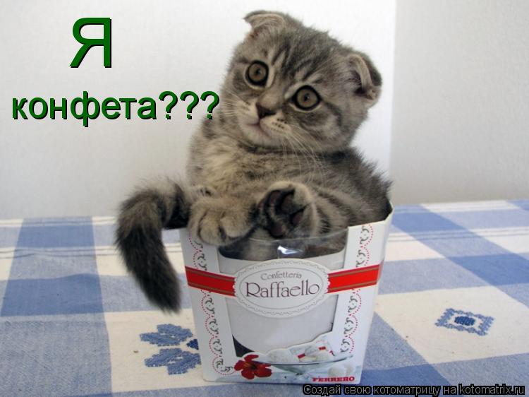 Котоматрица: Я конфета???