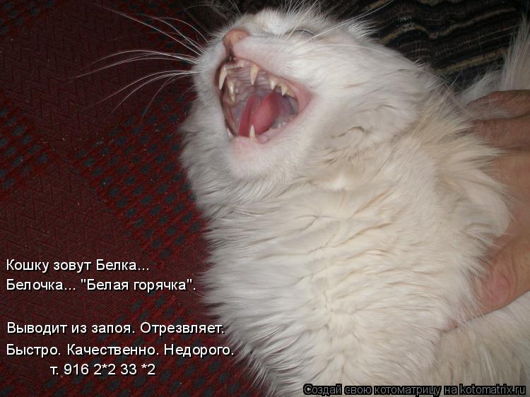 Котоматрица: Быстро. Качественно. Недорого. Выводит из запоя. Отрезвляет. Белочка... "Белая горячка". Кошку зовут Белка... т. 916 2*2 33 *2