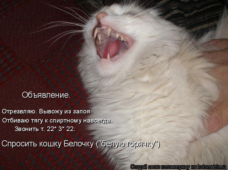 Котоматрица: Отрезвляю. Вывожу из запоя. Отбиваю тягу к спиртному навсегда. Звонить т. 22* 3* 22. Спросить кошку Белочку ("белую горячку") Объявление.
