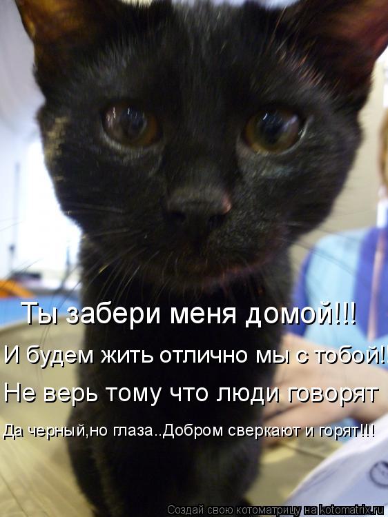 Котоматрица: Ты забери меня домой!!!  Ты забери меня домой!!!  И будем жить отлично мы с тобой!!!  Не верь тому что люди говорят  Да черный,но глаза..Добром све