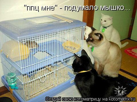 Котоматрица: "ппц мне" - подумало мышко...