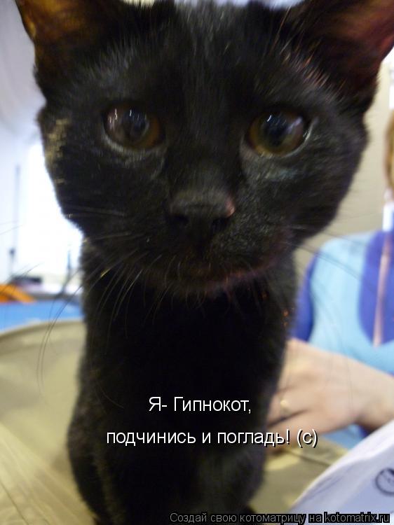 Котоматрица: Я- Гипнокот, подчинись и погладь! (с)