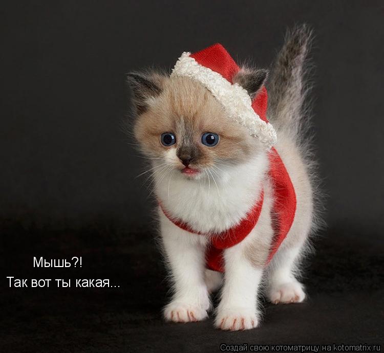 Котоматрица: Мышь?! Так вот ты какая...