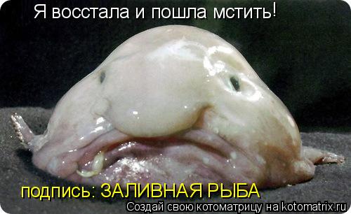 Котоматрица: Я восстала и пошла мстить подпись: ЗАЛИВНАЯ РЫБА !