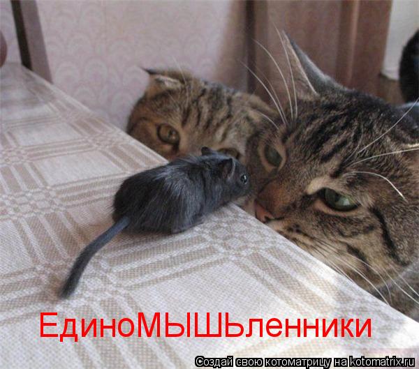 ЕдиноМЫШЬленники... Котоматрица: ЕдиноМЫШЬленники