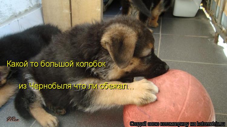 Какой то большой колобок из Чернобыля что ли сбежал...... Котоматрица: Какой то большой колобок из Чернобыля что ли сбежал...