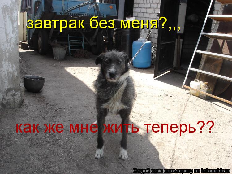 завтрак без меня?,,, как же мне жить теперь??... Котоматрица: завтрак без меня?,,, как же мне жить теперь??