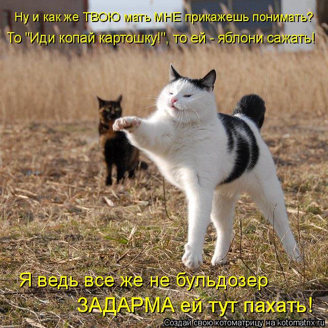 Ну и как же ТВОЮ мать МНЕ прикажешь понимать? То "Иди копай картошку!", то ей - яблони сажать! ЗАДАРМ... Котоматрица: Ну и как же ТВОЮ мать МНЕ прикажешь понимать? То "Иди копай картошку!", то ей - яблони сажать! ЗАДАРМА ей тут пахать! Я ведь все же не бульдозер