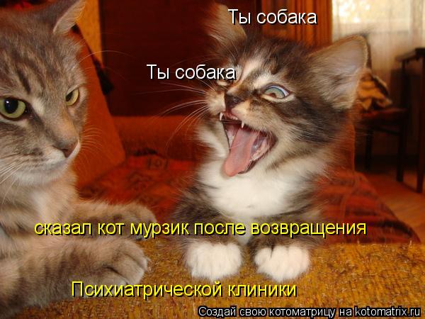 Ты собака Ты собака сказал кот мурзик после возвращения Психиатрической клиники... Котоматрица: Ты собака Ты собака сказал кот мурзик после возвращения Психиатрической клиники