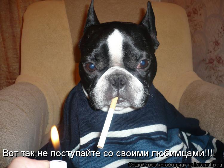 Вот так,не поступайте со своими любимцами!!!!... Котоматрица: Вот так,не поступайте со своими любимцами!!!!
