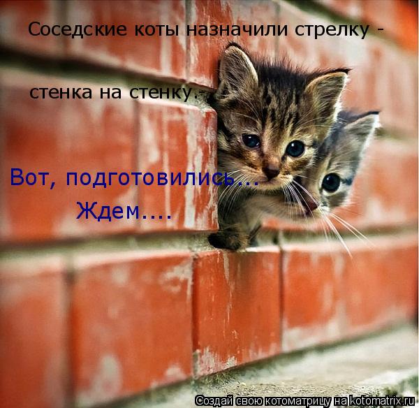Соседские коты назначили стрелку - стенка на стенку.- Вот, подготовились... Ждем....... Котоматрица: Соседские коты назначили стрелку - стенка на стенку.- Вот, подготовились... Ждем....