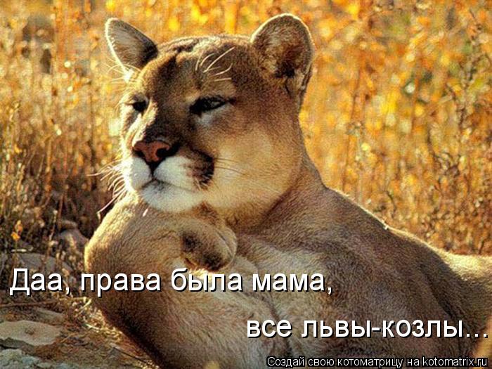 Котоматрица: Даа, права была мама,  все львы-козлы...