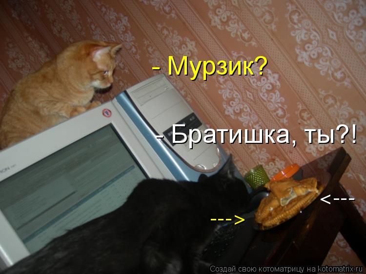 - Братишка, ты?! ---> <--- - Мурзик?... Котоматрица: - Братишка, ты?! ---> <--- - Мурзик?
