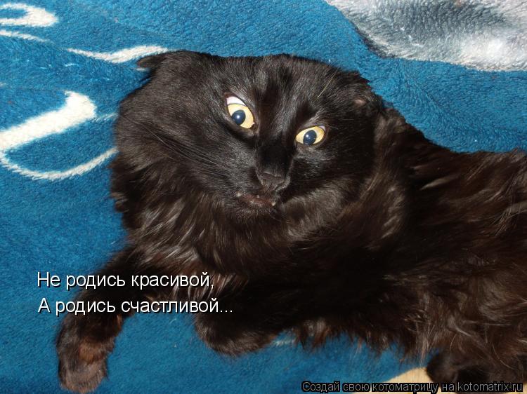 Не родись красивой, А родись счастливой...... Котоматрица: Не родись красивой, А родись счастливой...