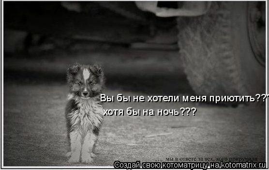 Котоматрица: Вы бы не хотели меня приютить???? хотя бы на ночь???