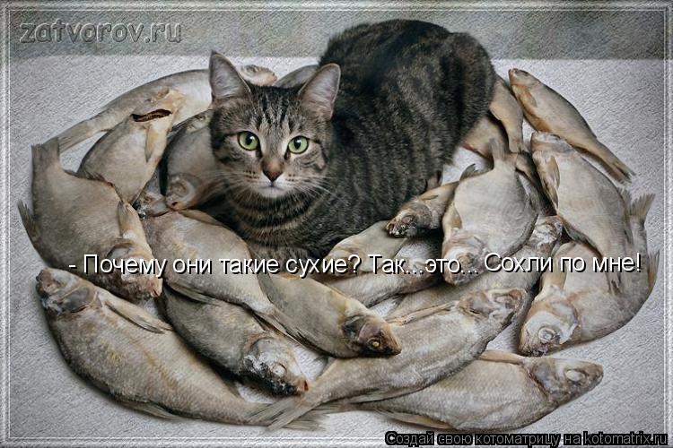 Котоматрица: - Почему они такие сухие? Так...это... Сохли по мне!