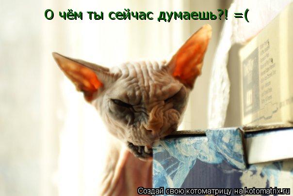 Котоматрица: О чём ты сейчас думаешь?! =(