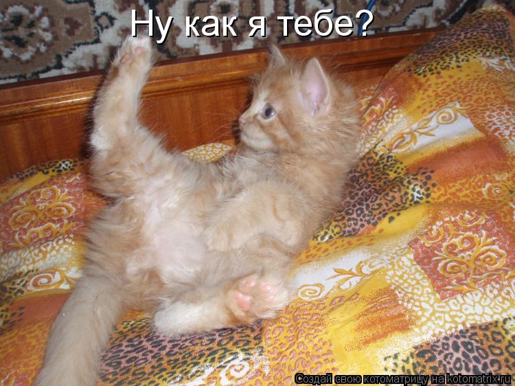 Котоматрица: Ну как я тебе?