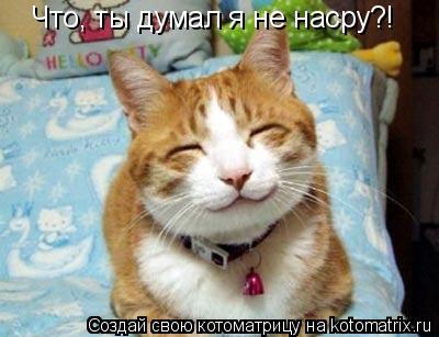Котоматрица: Что, ты думал я не насру?!