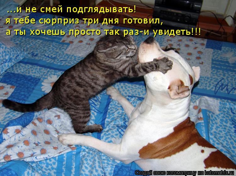 ...и не смей подглядывать! я тебе сюрприз три дня готовил, а ты хочешь просто так раз-и увидеть!!!... Котоматрица: ...и не смей подглядывать! я тебе сюрприз три дня готовил, а ты хочешь просто так раз-и увидеть!!!