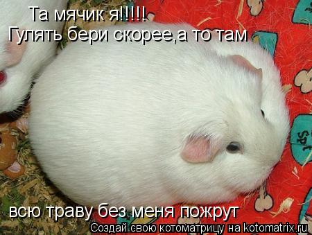 Котоматрица: Та мячик я!!!!! Гулять бери скорее,а то там  всю траву без меня пожрут