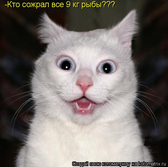 Котоматрица: -Кто сожрал все 9 кг рыбы???