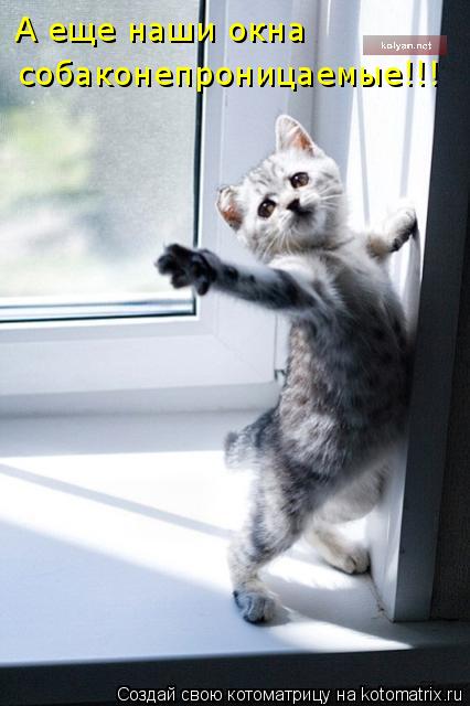 А еще наши окна собаконепроницаемые!!!... Котоматрица: А еще наши окна собаконепроницаемые!!!