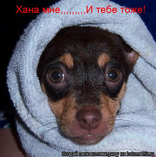 Хана мне,,,,,,,,,И тебе тоже!... Котоматрица: Хана мне,,,,,,,,,И тебе тоже!