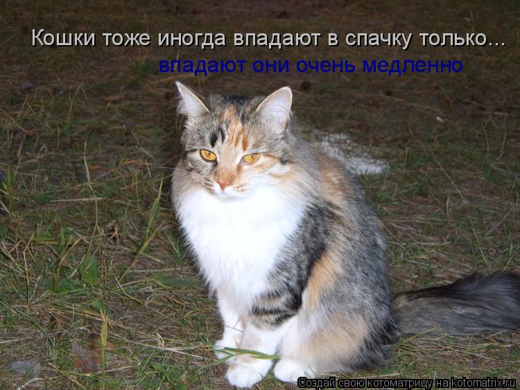 Кошки тоже иногда впадают в спачку только... впадают они очень медленно... Котоматрица: Кошки тоже иногда впадают в спачку только... впадают они очень медленно