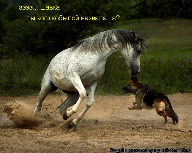 ээээ... шавка ты кого кобылой назвала...а?... Котоматрица: ээээ... шавка ты кого кобылой назвала...а?
