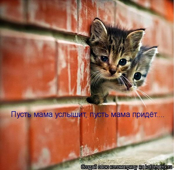 Пусть мама услышит Пусть мама услышит, пусть мама придёт....... Котоматрица: Пусть мама услышит Пусть мама услышит, пусть мама придёт....