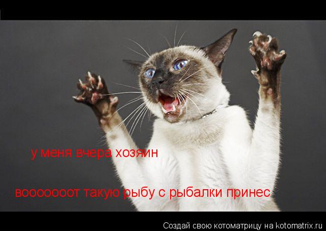 у меня вчера хозяин вооооооот такую рыбу с рыбалки принес... Котоматрица: у меня вчера хозяин вооооооот такую рыбу с рыбалки принес
