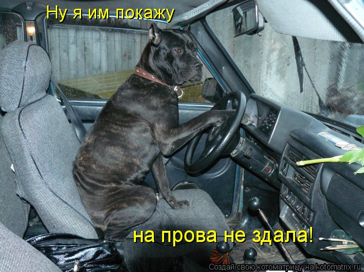 Ну я им покажу на прова не здала!... Котоматрица: Ну я им покажу на прова не здала!