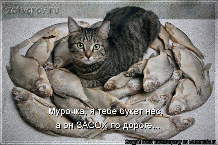 Мурочка, я тебе букет нёс, а он ЗАСОХ по дороге...... Котоматрица: Мурочка, я тебе букет нёс, а он ЗАСОХ по дороге...