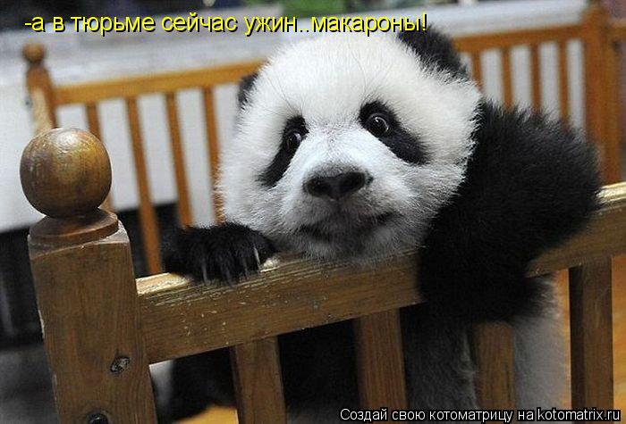 -а в тюрьме сейчас ужин..макароны!... Котоматрица: -а в тюрьме сейчас ужин..макароны!