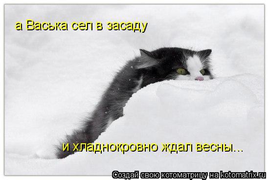 а Васька сел в засаду и хладнокровно ждал весны...... Котоматрица: а Васька сел в засаду и хладнокровно ждал весны...