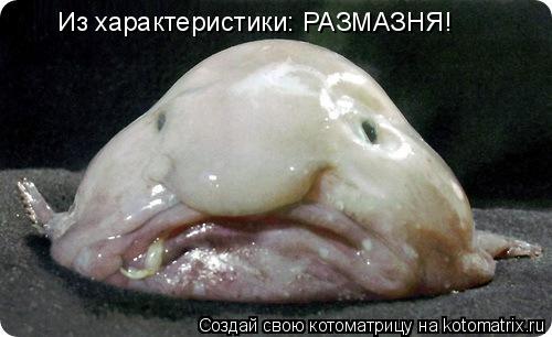 Котоматрица: Из характеристики: РАЗМАЗНЯ!