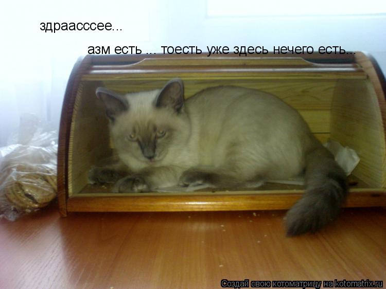 здраасссее... азм есть ... тоесть уже здесь нечего есть...... Котоматрица: здраасссее... азм есть ... тоесть уже здесь нечего есть...