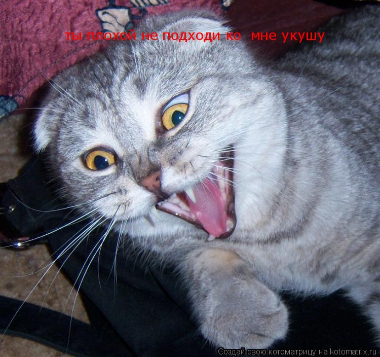 ты плохой не подходи ко мне укушу ты плохой не подходи ко мне укушу... Котоматрица: ты плохой не подходи ко мне укушу ты плохой не подходи ко мне укушу
