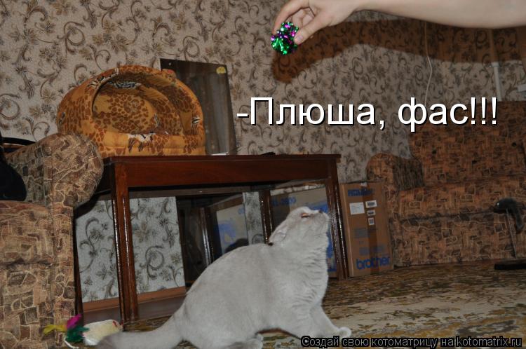 Котоматрица: -Плюша, фас!!!