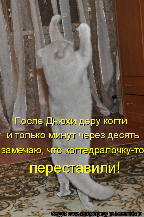Котоматрица: и только минут через десять замечаю, что когтедралочку-то переставили! После Днюхи деру когти