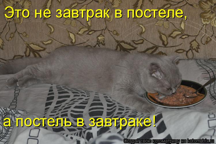Котоматрица: Это не завтрак в постеле, а постель в завтраке!